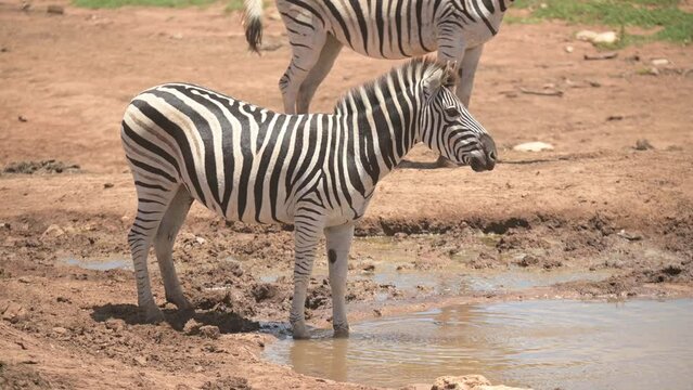 Zebra drinking at waterhole