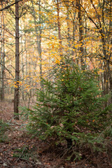 Small fir-tree growing in mixed forest of spruce and birch trees. Forest in Autumn colours
