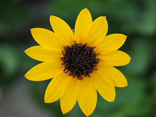 A Flower