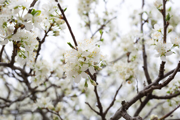 Obraz premium white delicate spring flowers on a large tree