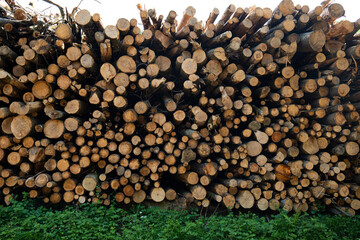 Large pile of stacked cut trees in a forest in Europe. Forestry works, deforestation, logging, sunny summer day, no people