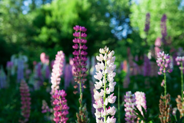 Colorful lupin flowers in full bloom. Beautiful lupine field of wild or garden lupinus on natural sunlight green background. Floral background. Summer spring concept