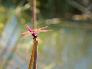 A Dragonfly