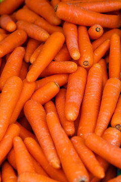 Macro Photo spring food vegetable carrot. Texture background of fresh large orange carrots. Product Image Vegetable Root Carrot
