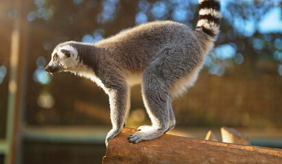 Portrait of lemur in national park. Lemuroidea.