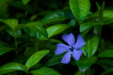 Barwinek niebieski kwiat wiosenny