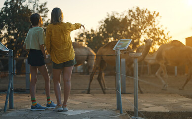 Woman and her daughter are watching camels.