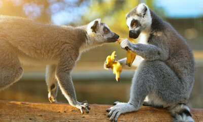 Lemurs eating banana in national park. Lemuroidea.