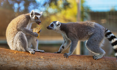 Lemurs eating banana in national park. Lemuroidea.