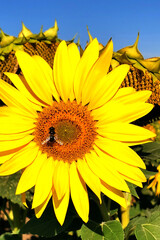 A bee on a blooming sunflower close-up against a blue sky.