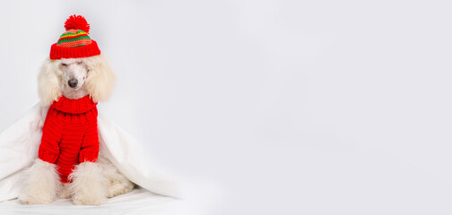 A white poodle dog sitting on a bed under a blanket with a red knitted sweater and a hat with a ponpon. Stretched panoramic image for banner