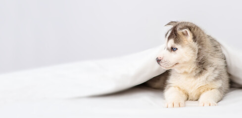 Fototapeta premium A small blue-eyed husky puppy lying under a blanket at home and laying his head on the bed with his paws outstretched. Stretched panoramic image for banner