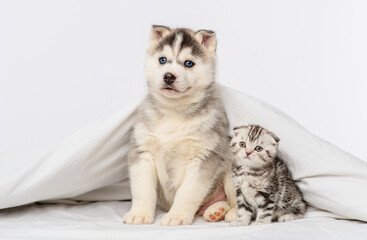 Fototapeta premium A small blue-eyed husky puppy and a tabby kitten of a Scottish breed sitting under a blanket at home