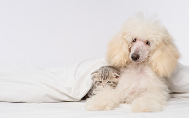 White fluffy poodle hugging a sleeping tabby kitten under a blanket on the bed.
