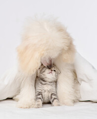 White fluffy poodle lying next to a tabby kitten under a blanket on the bed.