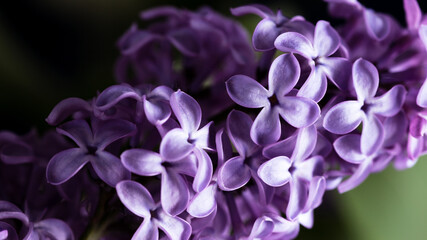 lilac flowers are large. floral background. purple petals