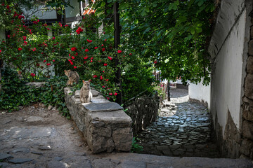 Fototapeta na wymiar Two cats are sitting at the narrow shadowed street of old town of Plovdiv