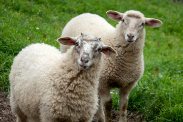 Obraz na płótnie Canvas sheep and lamb