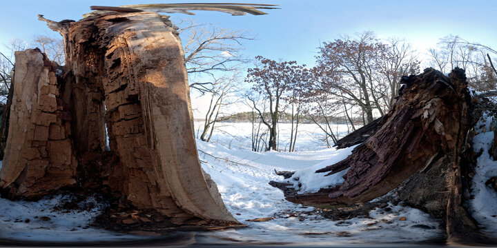 Tree at Schlachtensee