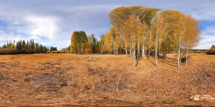 NF 730 aspens [1]