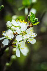 Blooming plum tree in the garden. Selective focus.