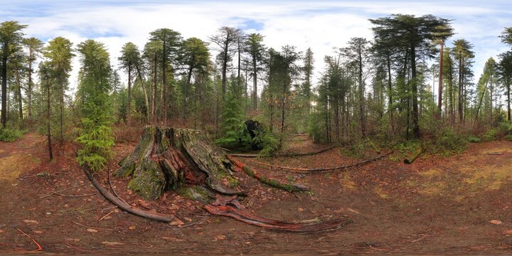 Mammoth Pines (site)