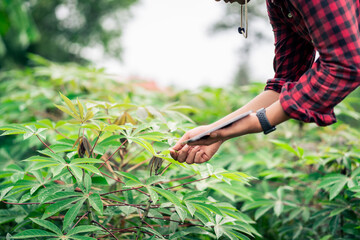 A smart farmer checking crop integrity and maintenance planning for good yields.