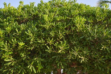 Pittosporum bush with lush foliage in a home garden