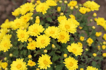 日本の秋の公園に咲く黄色いスプレー菊の花