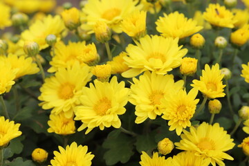 日本の秋の公園に咲く黄色いスプレー菊の花