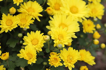 日本の秋の公園に咲く黄色いスプレー菊の花
