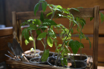 Tomato seedlings in a wooden box. Spring hobby for the home gardener