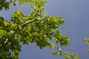 Plums hanging on branches on a farm.