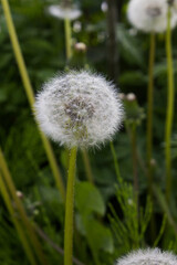 Dandelion with seeds blowing away in the wind. Dandelion seeds in nature on green background