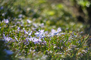 Phlox subulate. Beautiful pink plant with dense flowering. Carpet flowers. 