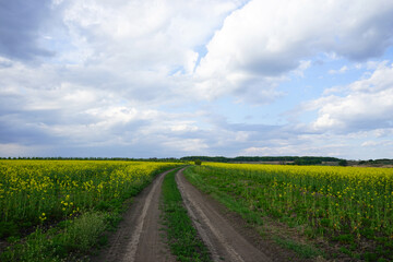 Rapeseed field with pathway, blooming canola flowers. Rape on the field in summer. Bright Yellow rapeseed oil.