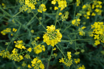 Blooming rapeseed in spring, top view. Ripe rapeseed on a field. Close-up.