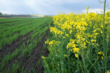 Yellow raps field. Agricultural concept of growing oil rapeseed. Blooming rapeseed field.