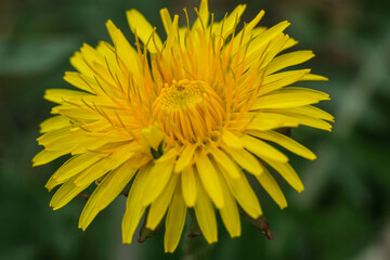 Yellow taraxacum. Spring season with taraxacum.