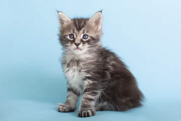 Fototapeta na wymiar Beautiful fluffy gray Maine Coon kittens on a blue background. Cute pets.