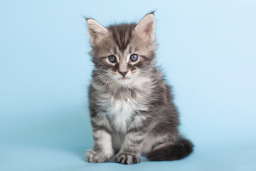 Obraz na płótnie Canvas Beautiful fluffy gray Maine Coon kittens on a blue background. Cute pets.