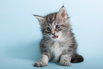 Fototapeta na wymiar Beautiful fluffy gray Maine Coon kittens on a blue background. Cute pets.