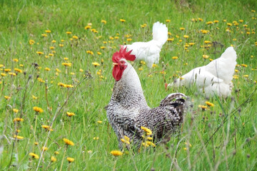 Gray rooster and white hens in the meadow