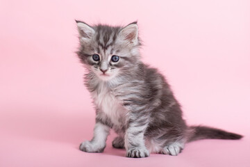 Beautiful fluffy gray Maine Coon kittens on a pink background. Cute pets.