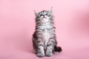 Fototapeta na wymiar Beautiful fluffy gray Maine Coon kittens on a pink background. Cute pets.