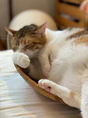 Fototapeta na wymiar Adorable 2 years old lady cat chilling in a basket, glooming herself, year 2022 Tokyo Japan May 28th