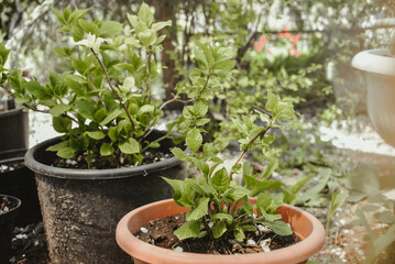 Home plants in the garden, hydrangea in pots.