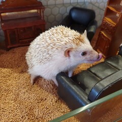 hérisson mignon, hérisson qui se leche les babines