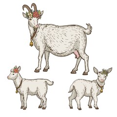 Set of goats with floral wreath and bell on the neck, animal husbandry, hand drawn illustration