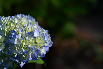 咲き始めのあじさい